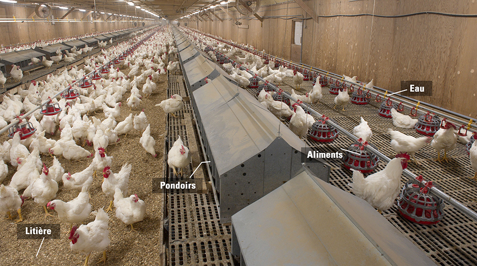 comment monter un projet d élevage de poulets de chair poulet okgo net